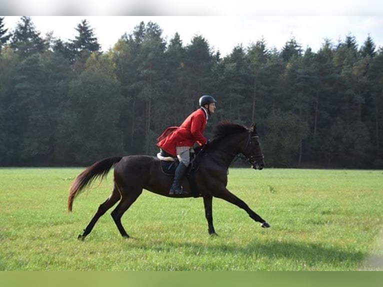 Oldenburger Stute 15 Jahre 172 cm Brauner in Garrel