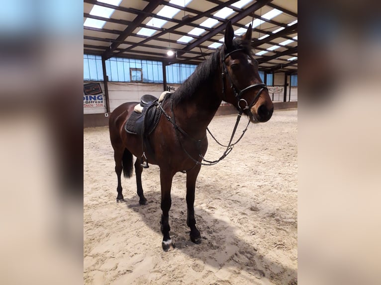 Oldenburger Stute 15 Jahre 172 cm Brauner in Garrel