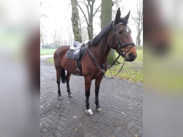 Oldenburger Stute 15 Jahre 172 cm Brauner in Garrel