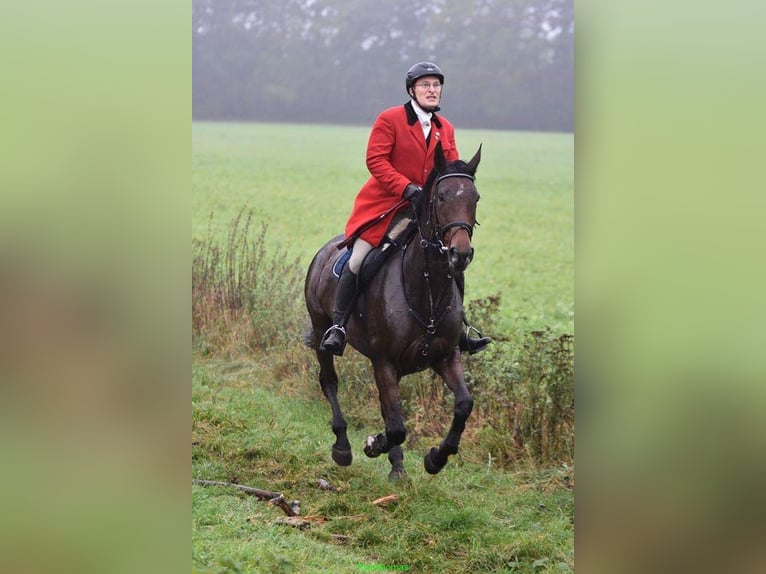 Oldenburger Stute 15 Jahre 172 cm Brauner in Garrel