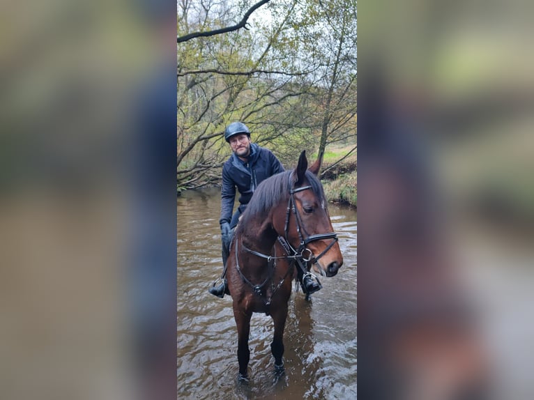 Oldenburger Stute 15 Jahre 172 cm Brauner in Garrel