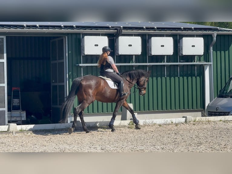 Oldenburger Stute 15 Jahre 178 cm Dunkelbrauner in Lingen