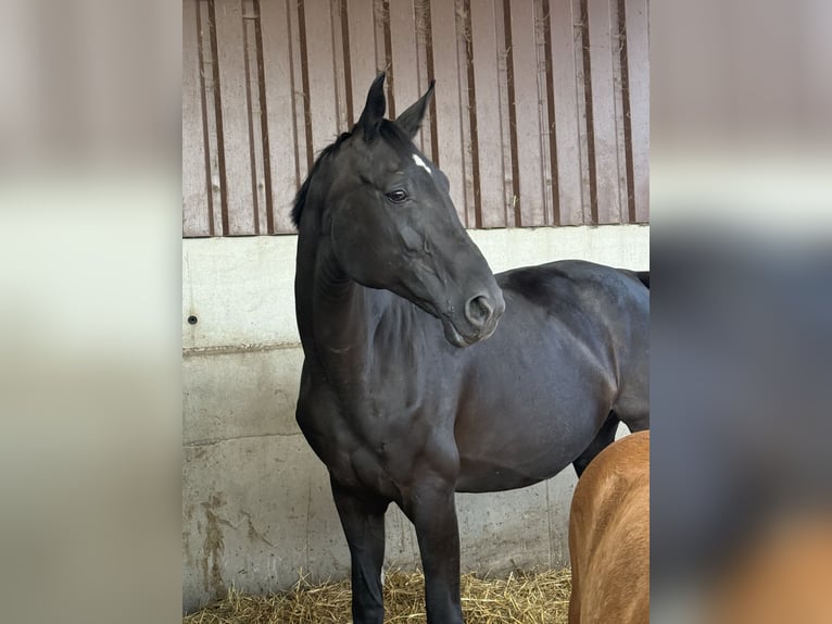 Oldenburger Stute 15 Jahre 178 cm Rappe in Bramsche