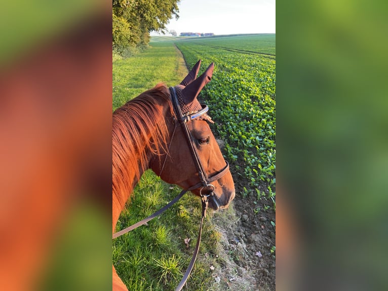 Oldenburger Stute 16 Jahre 164 cm Fuchs in Emmerting