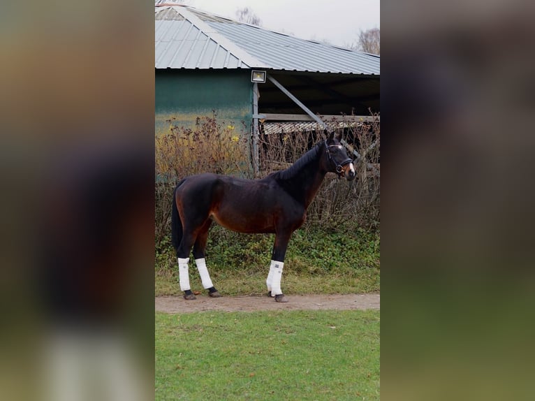 Oldenburger Stute 16 Jahre 165 cm Brauner in Ratingen