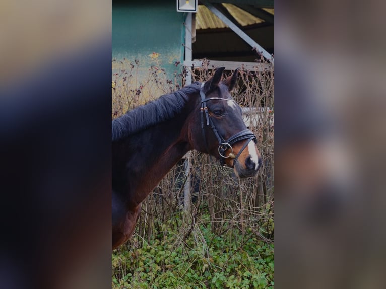 Oldenburger Stute 16 Jahre 165 cm Brauner in Ratingen