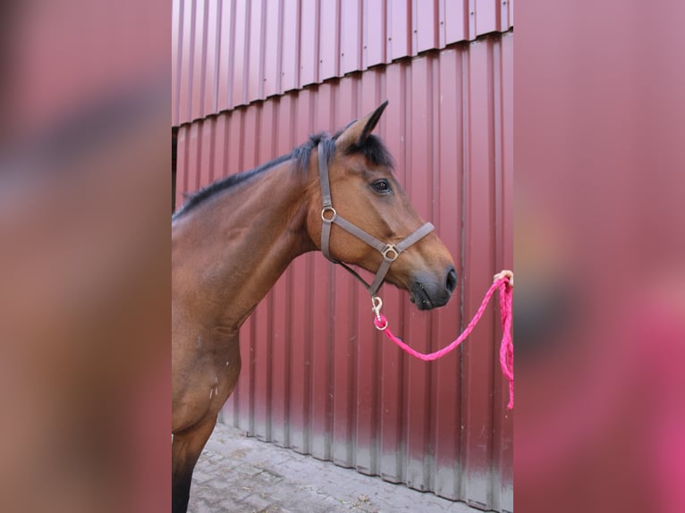 Oldenburger Stute 16 Jahre 165 cm Brauner in Saterland
