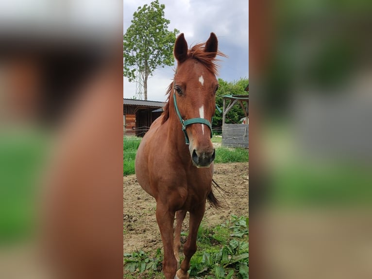 Oldenburger Stute 16 Jahre 165 cm Dunkelfuchs in Dechantskirchen