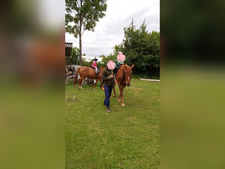 Oldenburger Stute 16 Jahre 165 cm Dunkelfuchs in Dechantskirchen