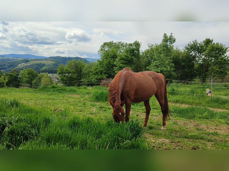 Oldenburger Stute 16 Jahre 165 cm Dunkelfuchs in Dechantskirchen