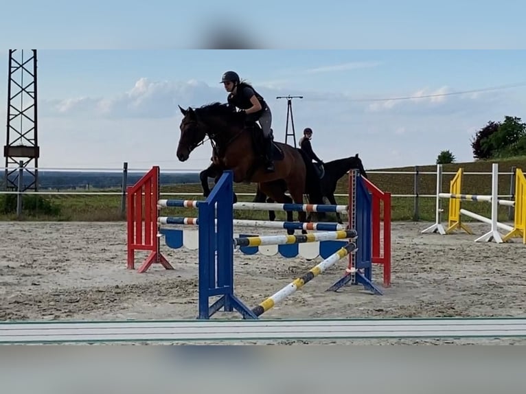 Oldenburger Stute 16 Jahre 166 cm Dunkelbrauner in Espelkamp