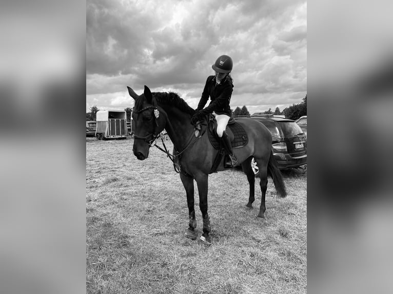 Oldenburger Stute 16 Jahre 166 cm Dunkelbrauner in Espelkamp