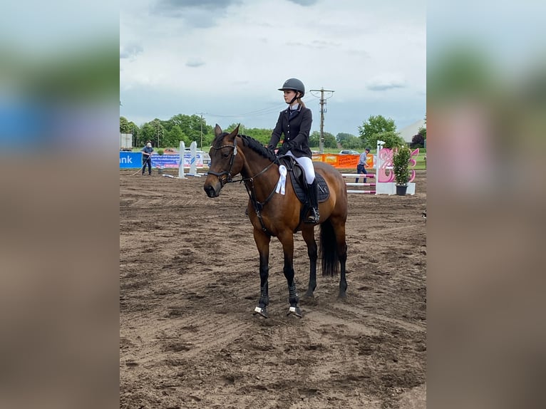 Oldenburger Stute 16 Jahre 166 cm Dunkelbrauner in Espelkamp