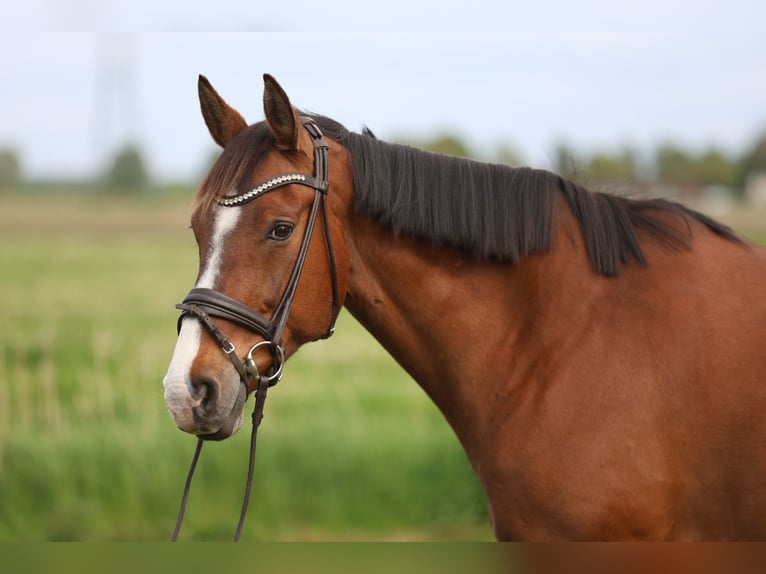 Oldenburger Stute 16 Jahre 167 cm Brauner in Elmshorn