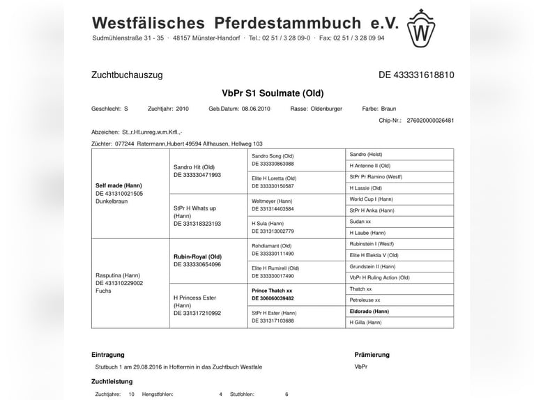 Oldenburger Stute 16 Jahre 168 cm Brauner in Hörstel