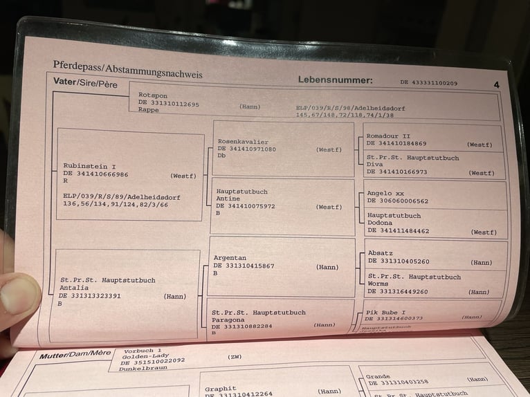 Oldenburger Stute 16 Jahre 168 cm Dunkelbrauner in Hanstedt