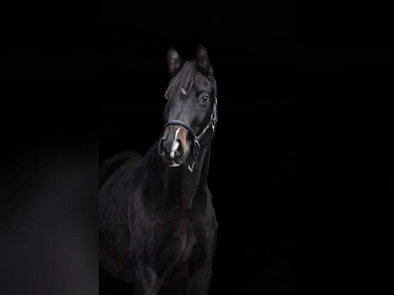Oldenburger Stute 16 Jahre 168 cm Schwarzbrauner in Winsen (Luhe)