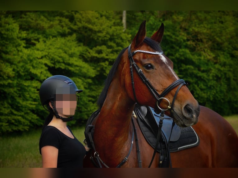 Oldenburger Stute 16 Jahre 169 cm Brauner in Bramsche