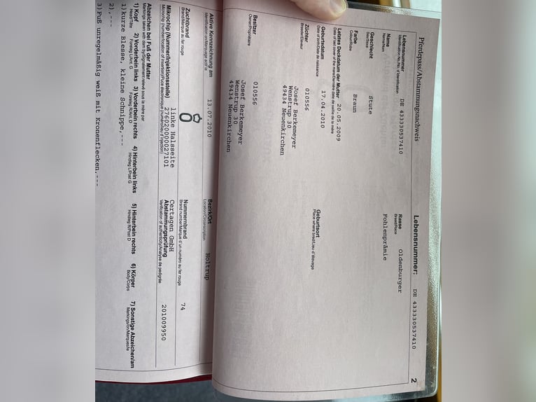 Oldenburger Stute 16 Jahre 169 cm Brauner in Bramsche