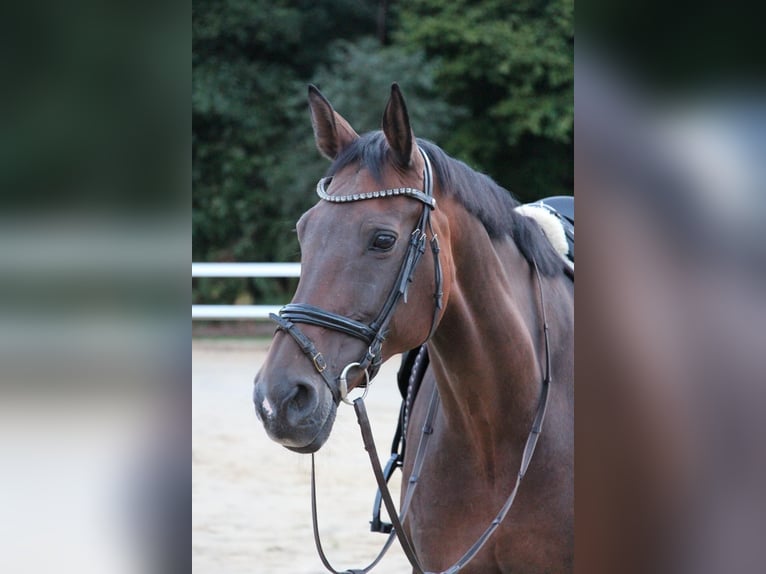 Oldenburger Stute 16 Jahre 170 cm Brauner in Schlangen
