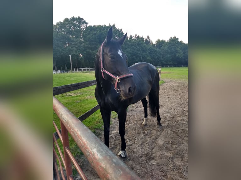 Oldenburger Stute 16 Jahre 170 cm Rappe in Schwanewede