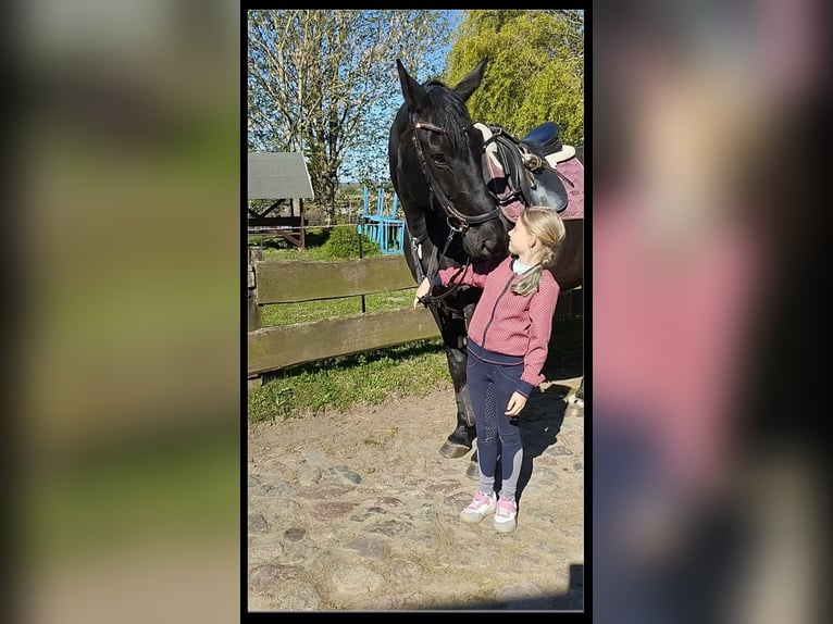 Oldenburger Stute 16 Jahre 170 cm Rappe in Obermützkow