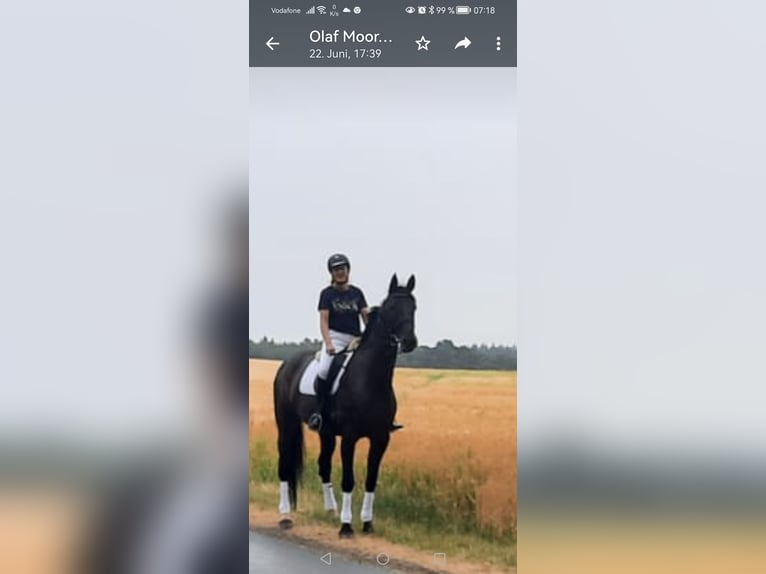 Oldenburger Stute 16 Jahre 186 cm Rappe in Bippen