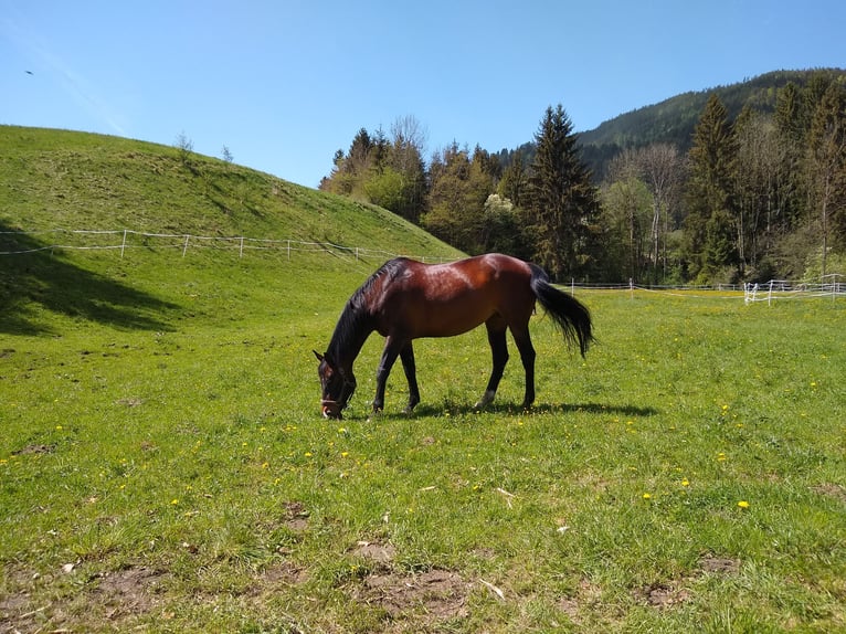 Oldenburger Stute 16 Jahre Brauner in Steuerberg