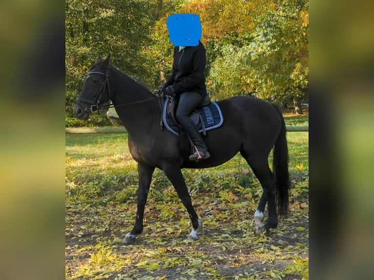 Oldenburger Stute 17 Jahre 160 cm Rappe in Rubkow