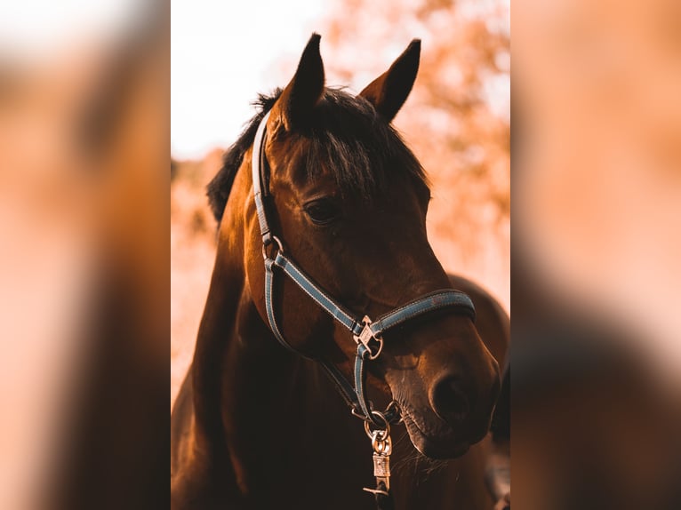 Oldenburger Stute 17 Jahre 161 cm Brauner in Reinfeld (Holstein)