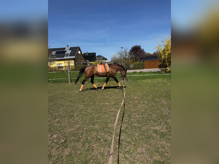Oldenburger Stute 17 Jahre 164 cm Brauner in Calbe