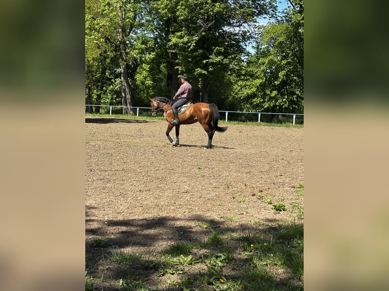 Oldenburger Stute 17 Jahre 164 cm Brauner in Calbe