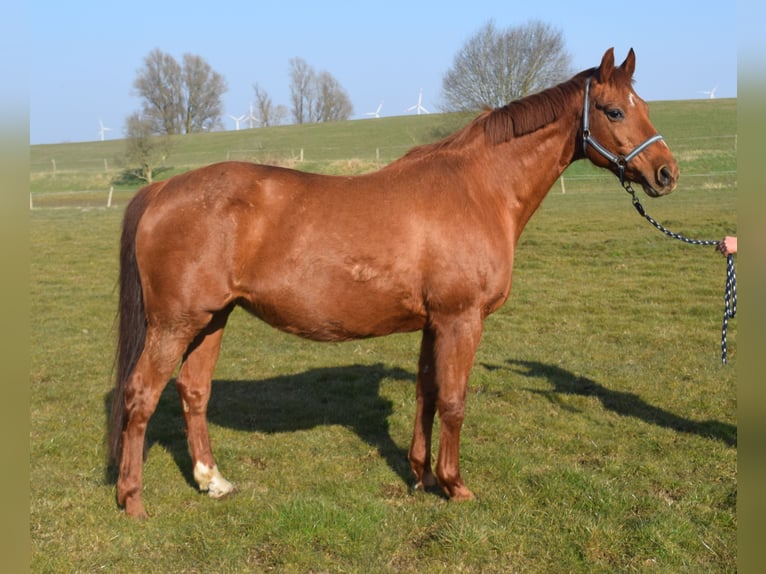 Oldenburger Stute 17 Jahre 164 cm Fuchs in satow