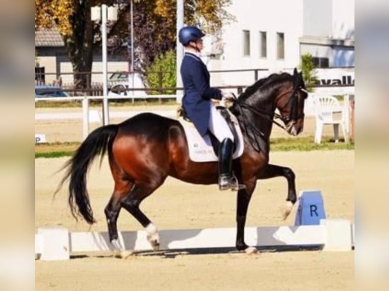 Oldenburger Stute 17 Jahre 165 cm Brauner in Speichersdorf
