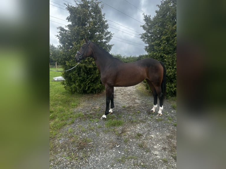 Oldenburger Stute 17 Jahre 165 cm Brauner in Speichersdorf