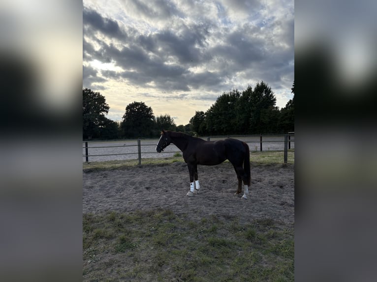 Oldenburger Stute 17 Jahre 165 cm Dunkelfuchs in Nienwohld