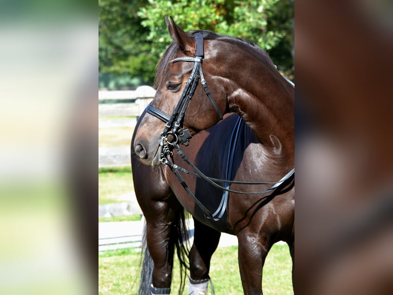 Oldenburger Stute 17 Jahre 168 cm Dunkelbrauner in Alfhausen