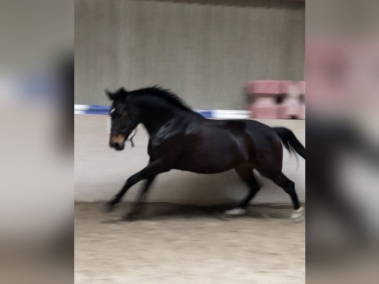 Oldenburger Stute 17 Jahre 168 cm in Rödelsee/ Fröhstockheim