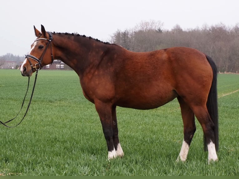 Oldenburger Stute 17 Jahre 169 cm Brauner in Bramsche