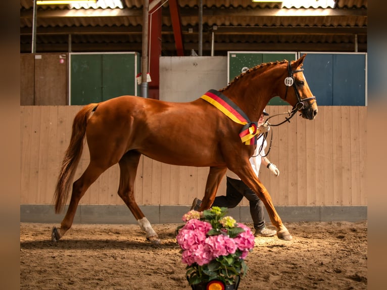 Oldenburger Stute 17 Jahre 169 cm Fuchs in Naila