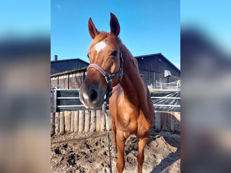 Oldenburger Stute 17 Jahre 169 cm Fuchs in Naila