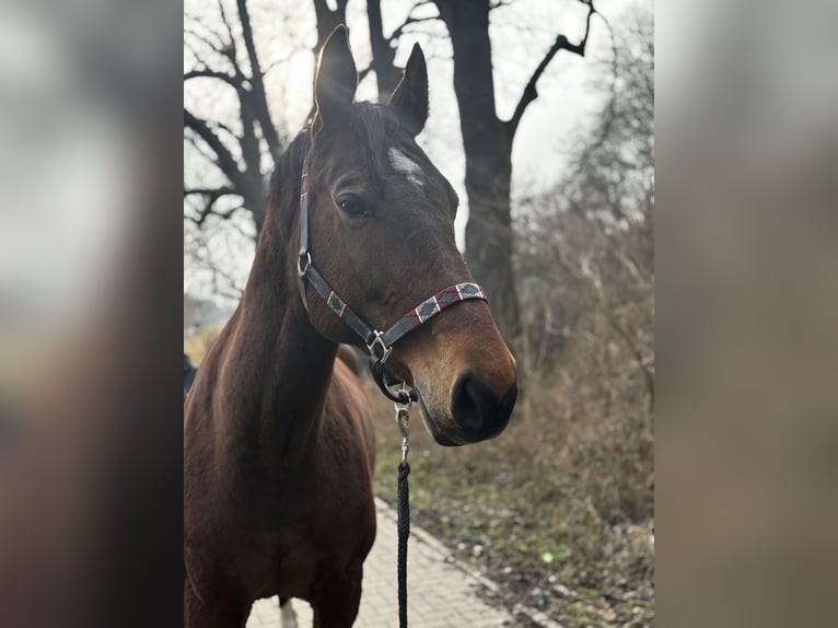 Oldenburger Stute 17 Jahre 170 cm Brauner in Calbe
