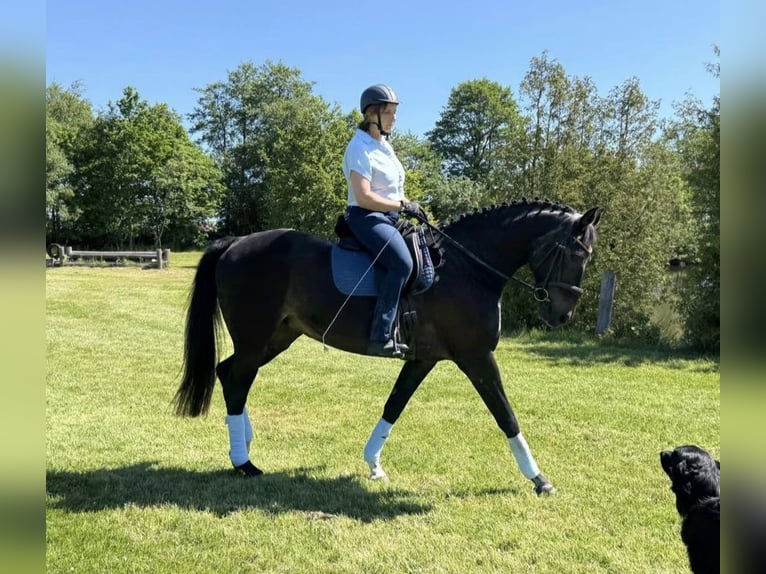 Oldenburger Stute 17 Jahre 170 cm Schwarzbrauner in Großheide