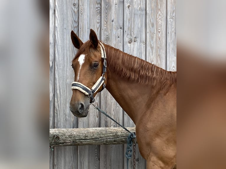 Oldenburger Stute 17 Jahre 172 cm Fuchs in Neuhofen an der Ybbs