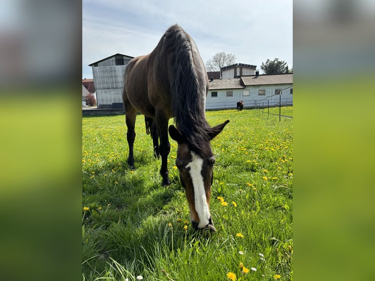 Oldenburger Stute 18 Jahre 162 cm Dunkelbrauner in Erbach