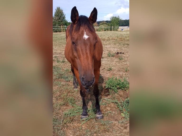 Oldenburger Stute 18 Jahre 163 cm Brauner in Schöffengrund