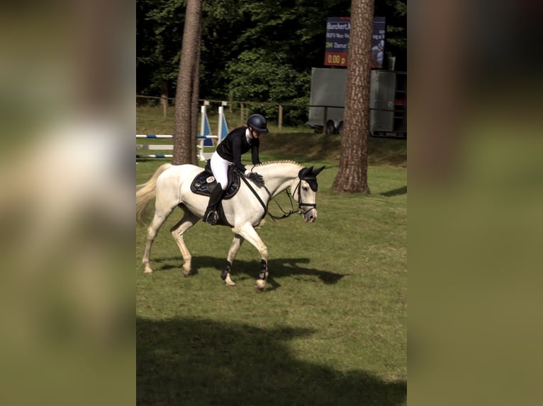 Oldenburger Stute 18 Jahre 164 cm Schimmel in Lingen