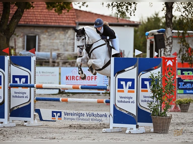 Oldenburger Stute 18 Jahre 164 cm Schimmel in Lingen