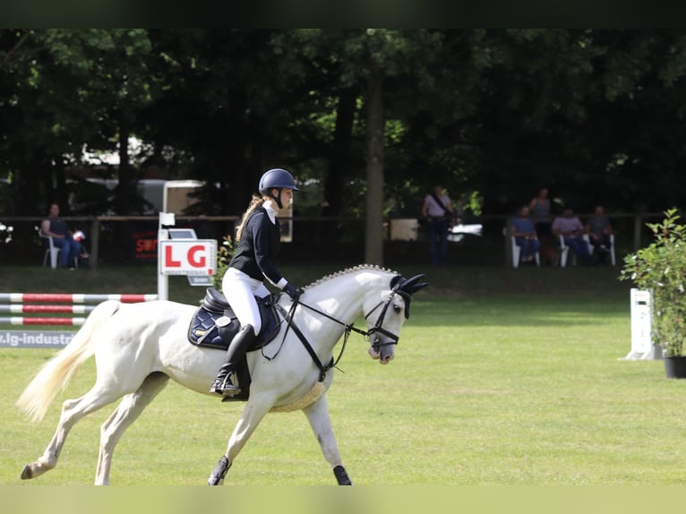 Oldenburger Stute 18 Jahre 164 cm Schimmel in Lingen