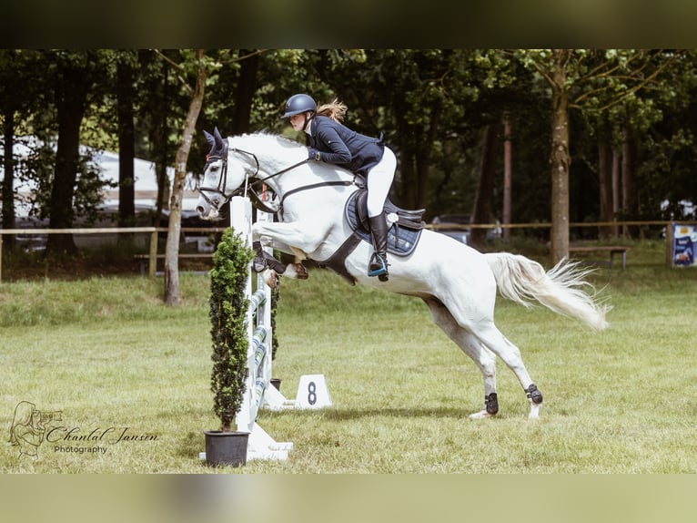 Oldenburger Stute 18 Jahre 164 cm Schimmel in Lingen